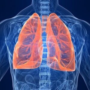 Canale energetico: Bronchi