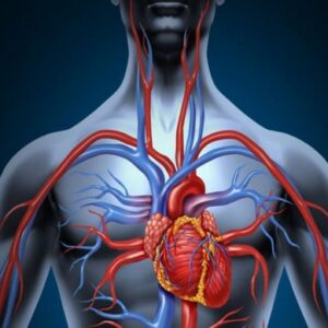 Canale energetico: Circolazione e sangue